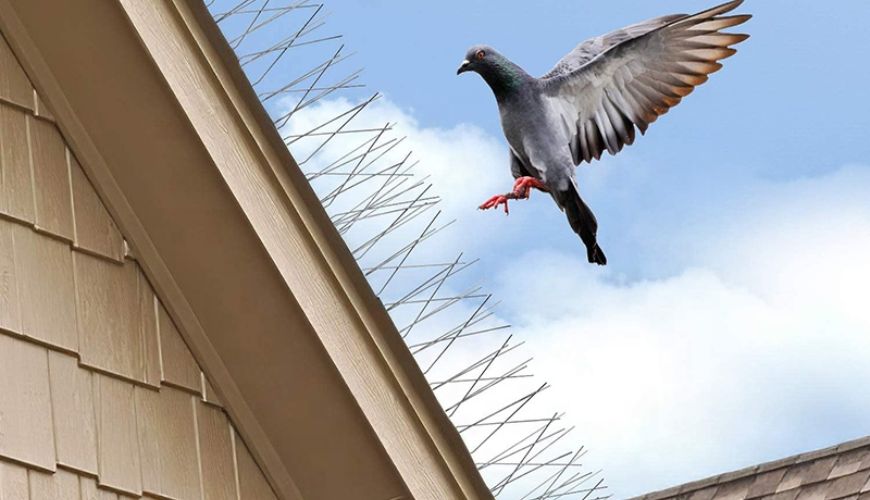 Bird Spikes in Hyderabad